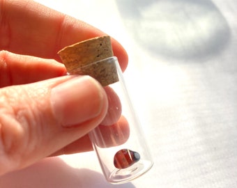 Glass Ladybug in a Jar