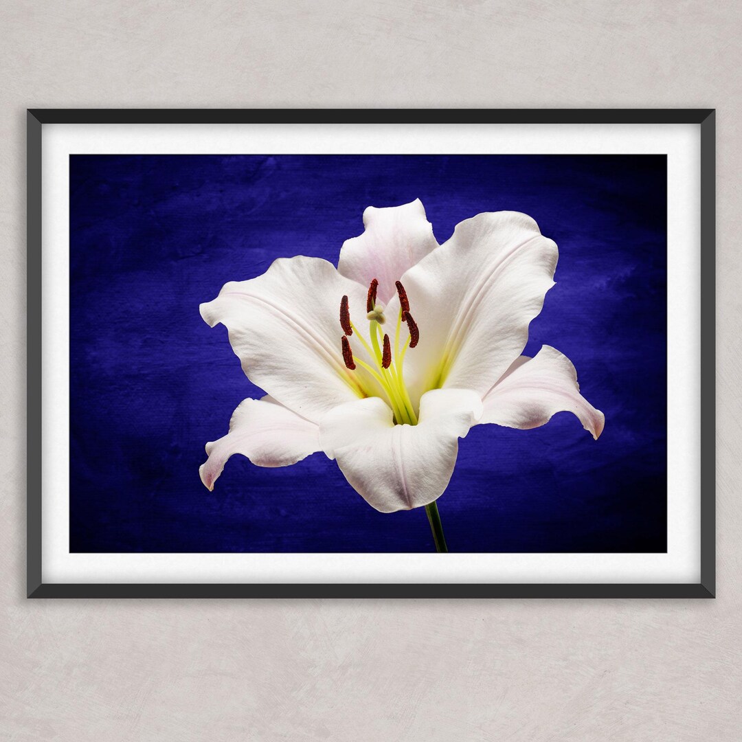 Pure White Oriental Lily Fine Art Print - Serene Floral Wall Decor ...