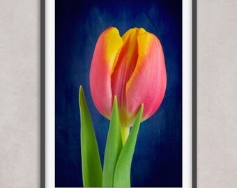 Red and Yellow Tulip Fine Art Print, Dark Botanical Wall Decor