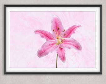 Stargazer Lily Print, Pink Floral Photography, Elegant Home Decor