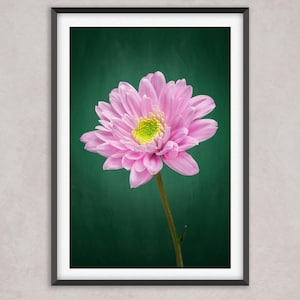 Impression de chrysanthèmes roses audacieux, art mural floral vert, photographie botanique verticale, décoration d&#39;intérieur élégante, impression de fleurs classique
