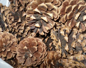 Pine Cones Large for your crafting and decorating Pinecones Natural Organic