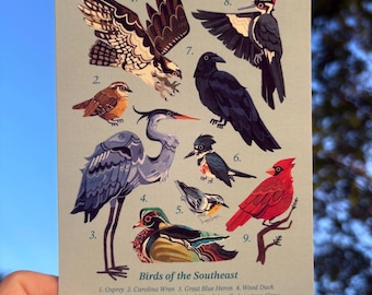 Birds of the Southeast Postcard