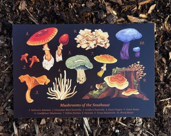 Mushrooms of the Southeast Postcard