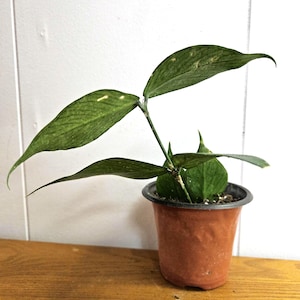 May include: A small potted plant with long, green leaves. The plant is in a brown plastic pot, sitting on a wooden surface. The leaves have a textured appearance with lighter green spots.