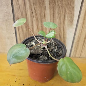 May include: A small potted plant with round, green leaves. The plant is in a brown plastic pot with dark soil. The background is a wooden wall. The plant appears to be a Peperomia, a popular houseplant.