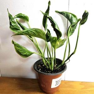 Epipremnum Shangri La Variegated - Etsy