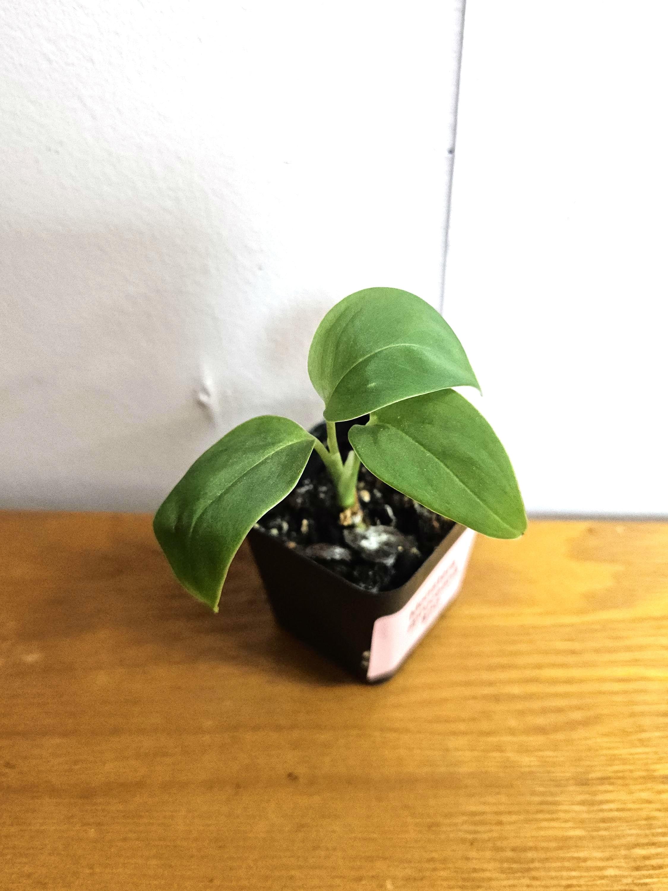 Monstera Spruceana Live Plant 2.5