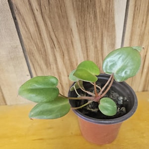 May include: A small potted plant with heart-shaped green leaves and reddish stems. The plant is in a brown plastic pot filled with dark soil. The background is a wooden surface.