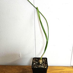 May include: A small potted plant with a single, long, green stem and leaves. The plant is in a square black plastic pot filled with soil. The background is a white wall and a wooden surface.