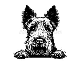 Peeking pose Scottish Terrier Svg Dxf and Png files - instant digital downloads