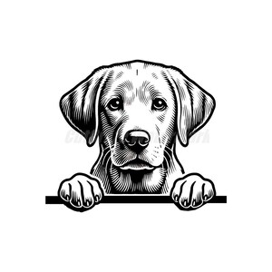 peeking labrador retriever  dog pet lover Svg Dxf and Png files - instant digital downloads