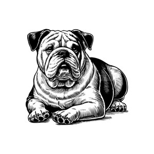 Puede incluir: Ilustración en blanco y negro de un bulldog acostado. El bulldog tiene la cara arrugada y mira directamente al espectador.