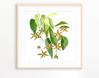 Le Orchidee Art Print-Green Orchid Painting