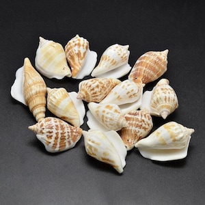 Natural Conch Shell Beads ~ 1.5" to 1.75" long w/ drilled hole for wire or cord ~ Various quantities available