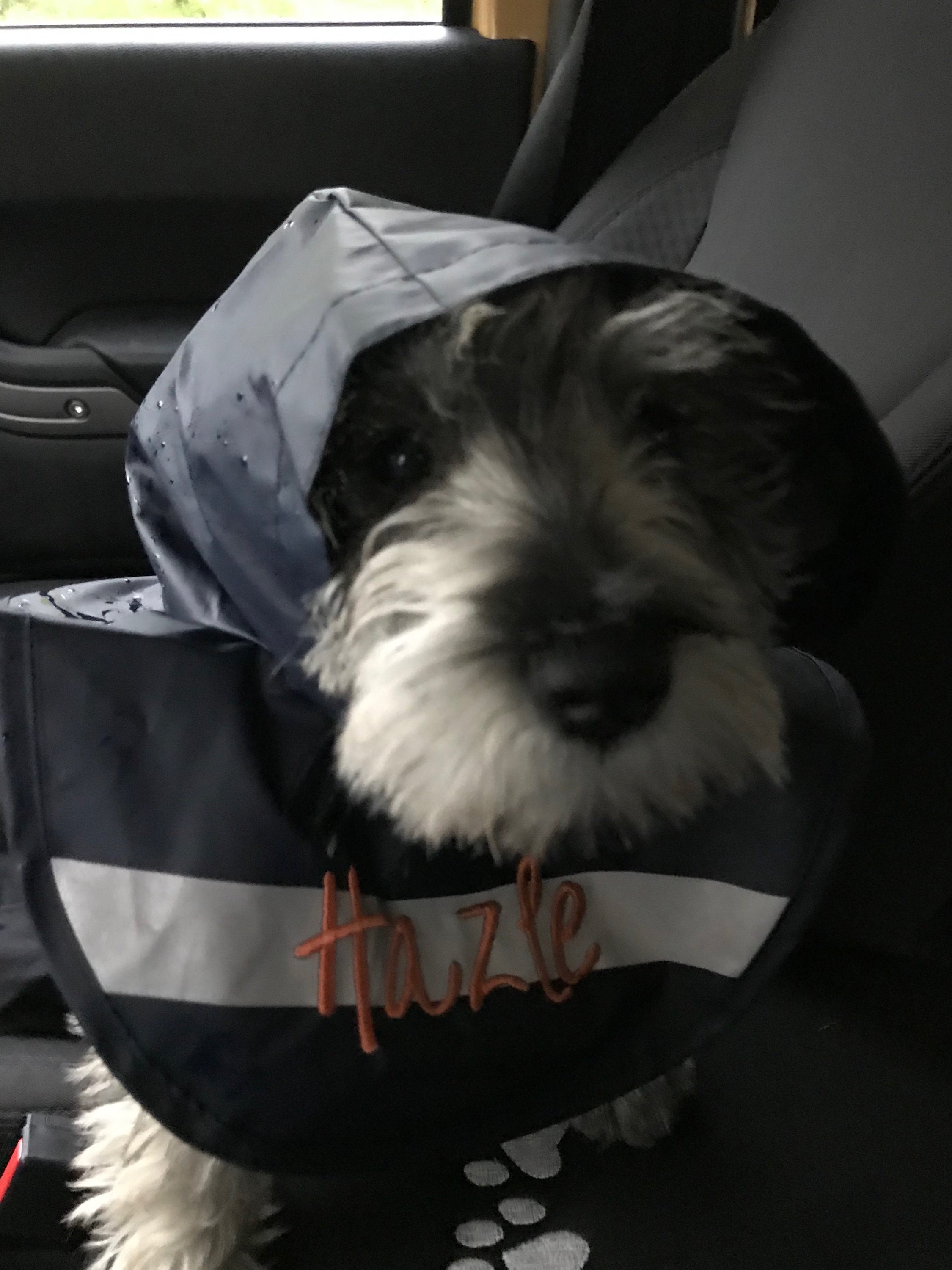 Charles river shop dog raincoat