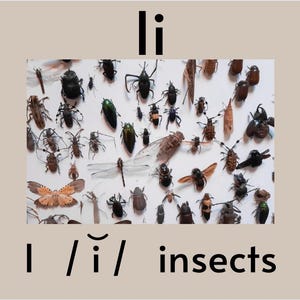 May include: A collection of insects pinned to a white background. The insects are various colors, including black, brown, green, and orange. The word "li" is written in black at the top of the image. The word "insects" is written in black at the bottom of the image.