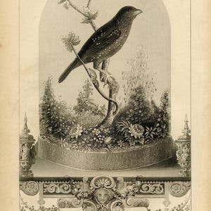9XP0265 - Viktorianischer (c1860's) Vogel in einer Cloche-Glas-Darstellung (Bild-Poster-Kunst-Veterinär-Raubvogel-Falke-Adler)