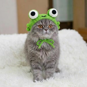 Könnte beinhalten: Eine graue Katze mit einem grünen gehäkelten Froschhütchen mit großen weißen und schwarzen Augen und einer passenden grünen Fliege. Die Katze steht auf einer weißen, flauschigen Oberfläche.