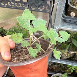 catmint live plant in 3.5in pot Nepeta cataria catnip Cat's favorite and treat