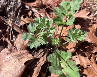 May include: A small green plant with serrated leaves emerges from a bed of brown fallen leaves. The plant's leaves are a vibrant green, contrasting with the muted tones of the surrounding foliage.