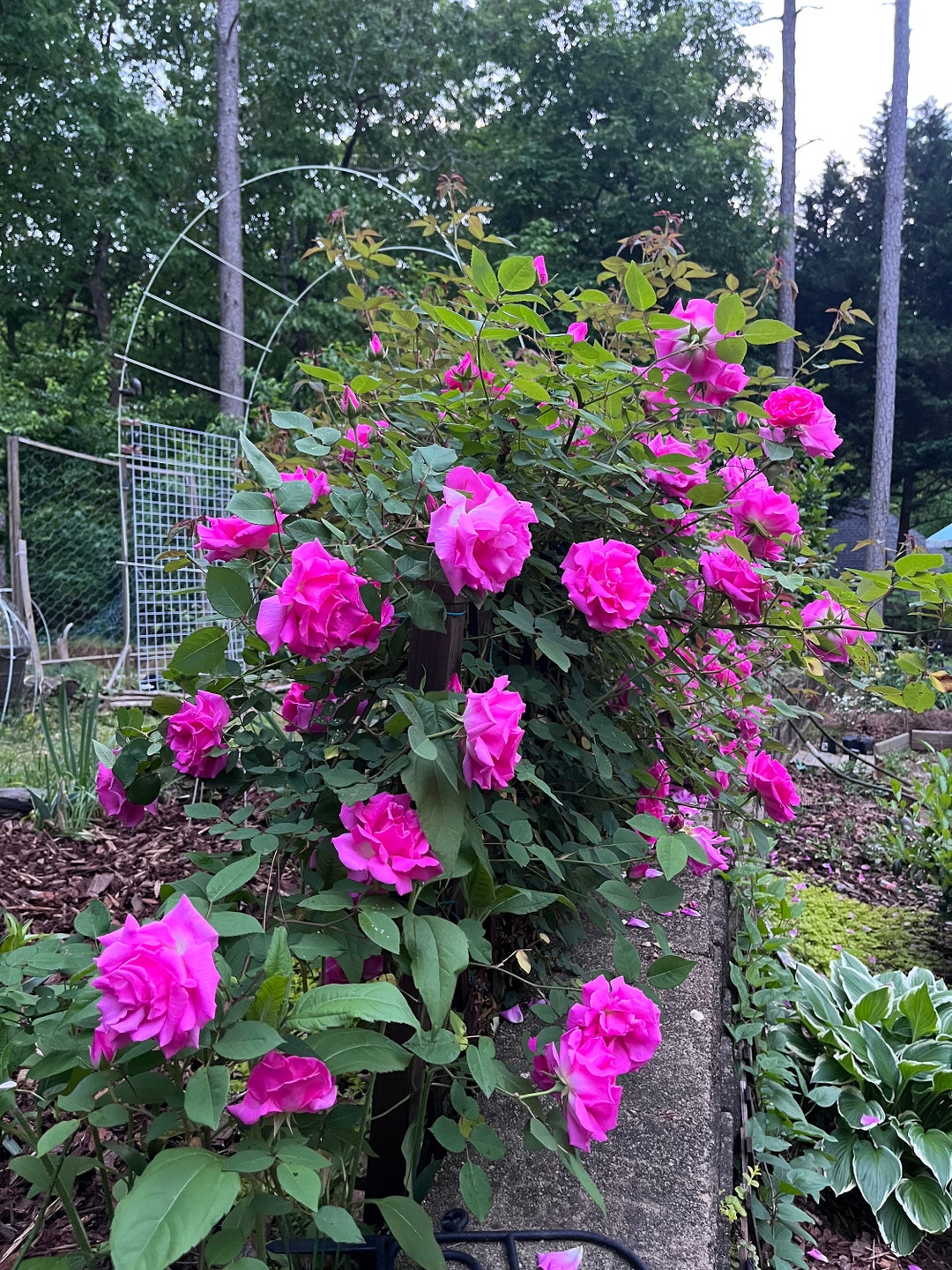 Zephirine Drouhin Rose Cuttings: Thornless Shady Climbing Rose 4