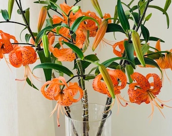 Newly harvest 2026 Orange Double Tiger Lily bulbils Bulbs Seeds | 5-10 bulbils
