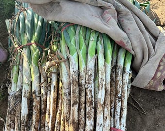 Large Scallion 10 Seeds | Free US Shipping | zhangqiu Scallion 章丘大葱