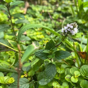 May include: A handmade wooden sign with the text "Welcome to our home" in a handwritten style. The sign is painted white with a dark stained frame. Dimensions are approximately 12 inches wide and 8 inches tall.