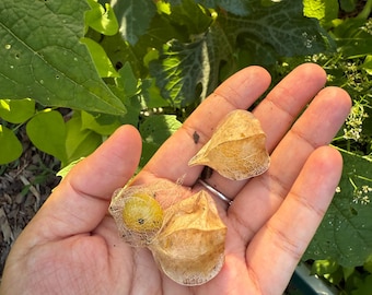 Graines de lanterne chinoise 20 Cerises de terre : baies dorées comestibles fruit super sain Physalis pruinosa