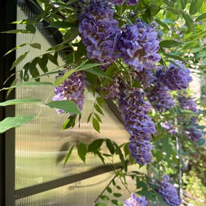May include: A close-up of a wisteria vine with cascading clusters of purple flowers and green leaves. The flowers are in full bloom, with a soft, blurred background of a greenhouse structure.