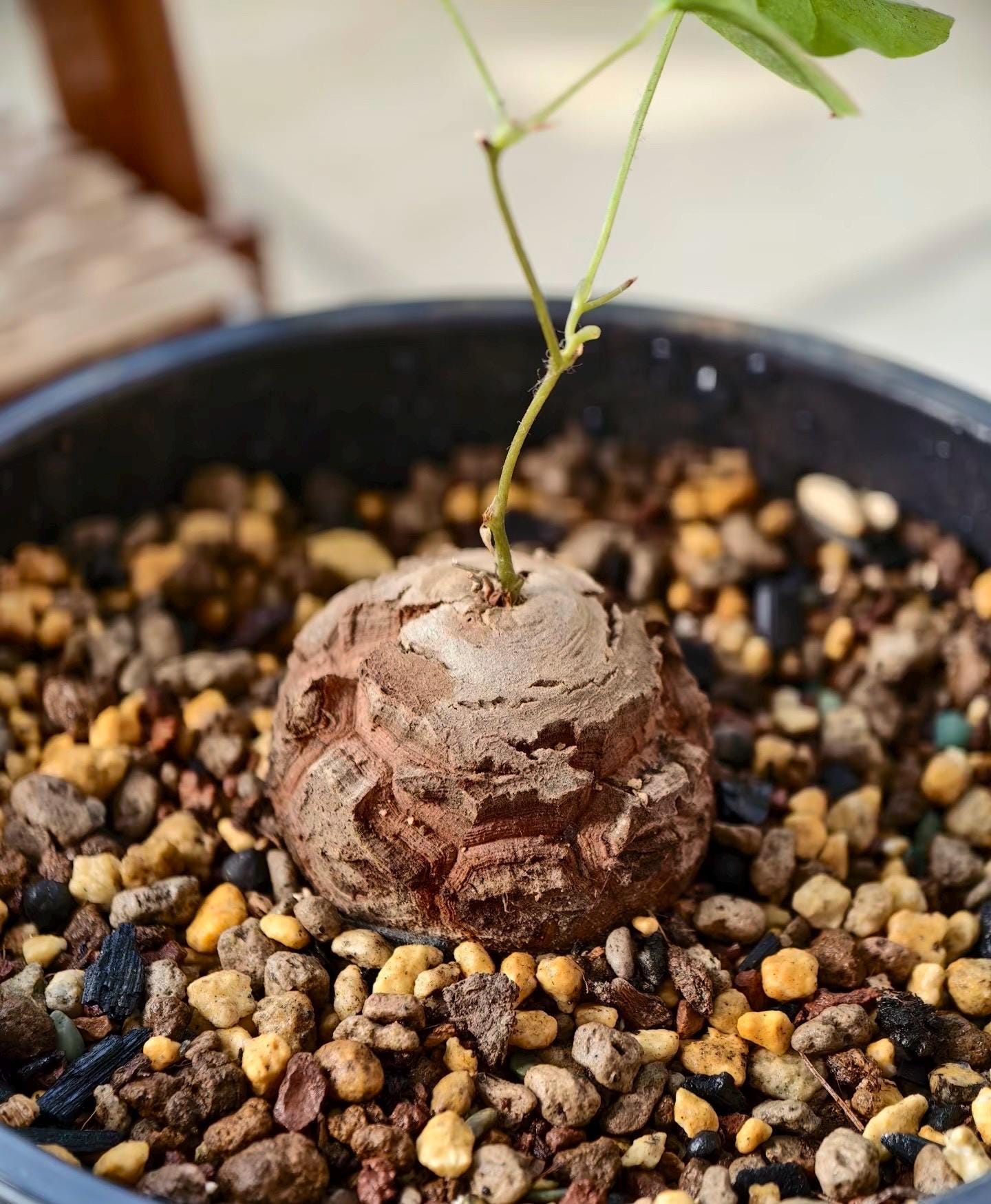 Dioscorea Plant - Etsy