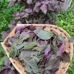 Red Purple Perilla Shiso Seeds 25 in a seed packet: Fragrant Herb, Shade Vegetable 紫苏 tía tô + a few more for free