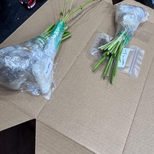 May include: Two wrapped plant cuttings in a cardboard box. The cuttings are wrapped in clear plastic and secured with green tape. One cutting has a label that reads "Fragrant Line". The other has a label that reads "Tea Camellia seeds".