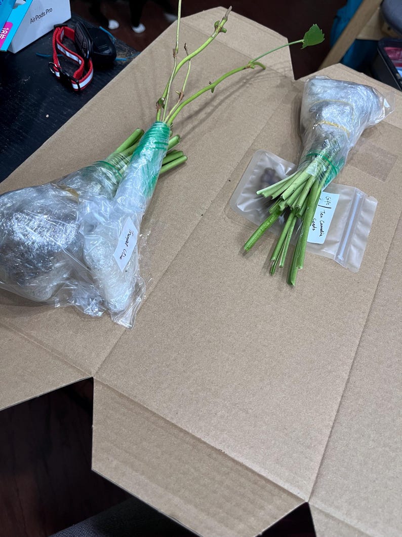 May include: Two wrapped plant cuttings in a cardboard box. The cuttings are wrapped in clear plastic and secured with green tape. One cutting has a label that reads "Fragrant Line". The other has a label that reads "Tea Camellia seeds".