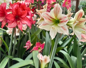Hybrid Amaryllis Bulbs Rooted - Blend Color - Red Pink White | Selective Sizes