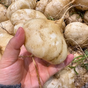 Jicama 5 Seeds | Yam Bean Raw Fruits Mexican Turnip Vege Healthy 凉薯