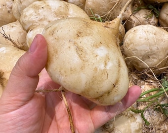 Jicama 5/10 Samen | Yam Bohne Rohe Früchte Mexikanische Rübe Gemüse Gesund 凉薯 - Kostenloser US-Versand