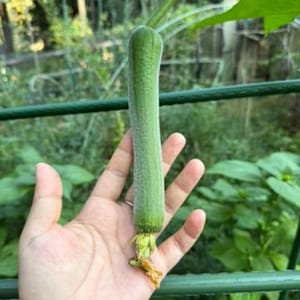 May include: A fresh, green loofah gourd, held in a hand, showcasing its cylindrical shape and textured surface. The gourd is attached to a vine with green leaves and a metal support structure in the background. The loofah is approximately 6 inches long.