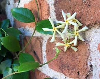 Fragrant White Star Jasmine Vine Cutting: Fast Grow, Shade Tolerant