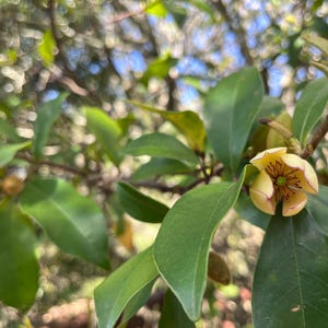 Michelia Figo 4 Cuttings: Fragrant Banana Magnolia Evergreen Shrub 含笑