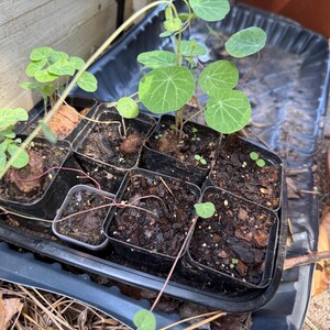 May include: A black plastic seedling tray containing several small square pots filled with dark potting soil. Several pots contain young green nasturtium plants with round, veined leaves and thin stems, while others show emerging sprouts.