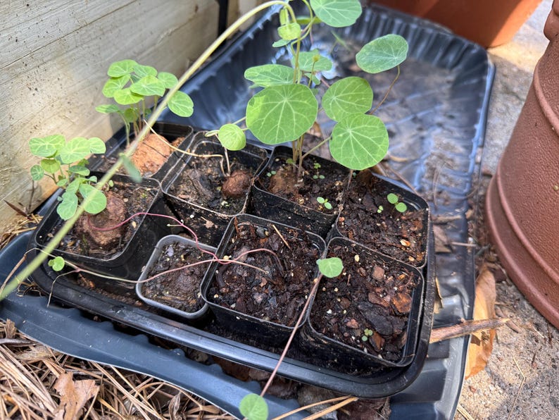 May include: A black plastic seedling tray containing several small square pots filled with dark potting soil. Several pots contain young green nasturtium plants with round, veined leaves and thin stems, while others show emerging sprouts.