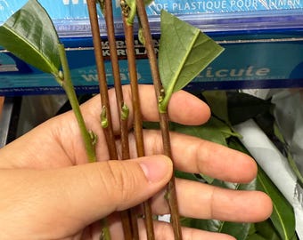 Camellia Sinensis Tea 4 cuttings: Edible Green Tea Leaves Tea Drinking Making 녹차