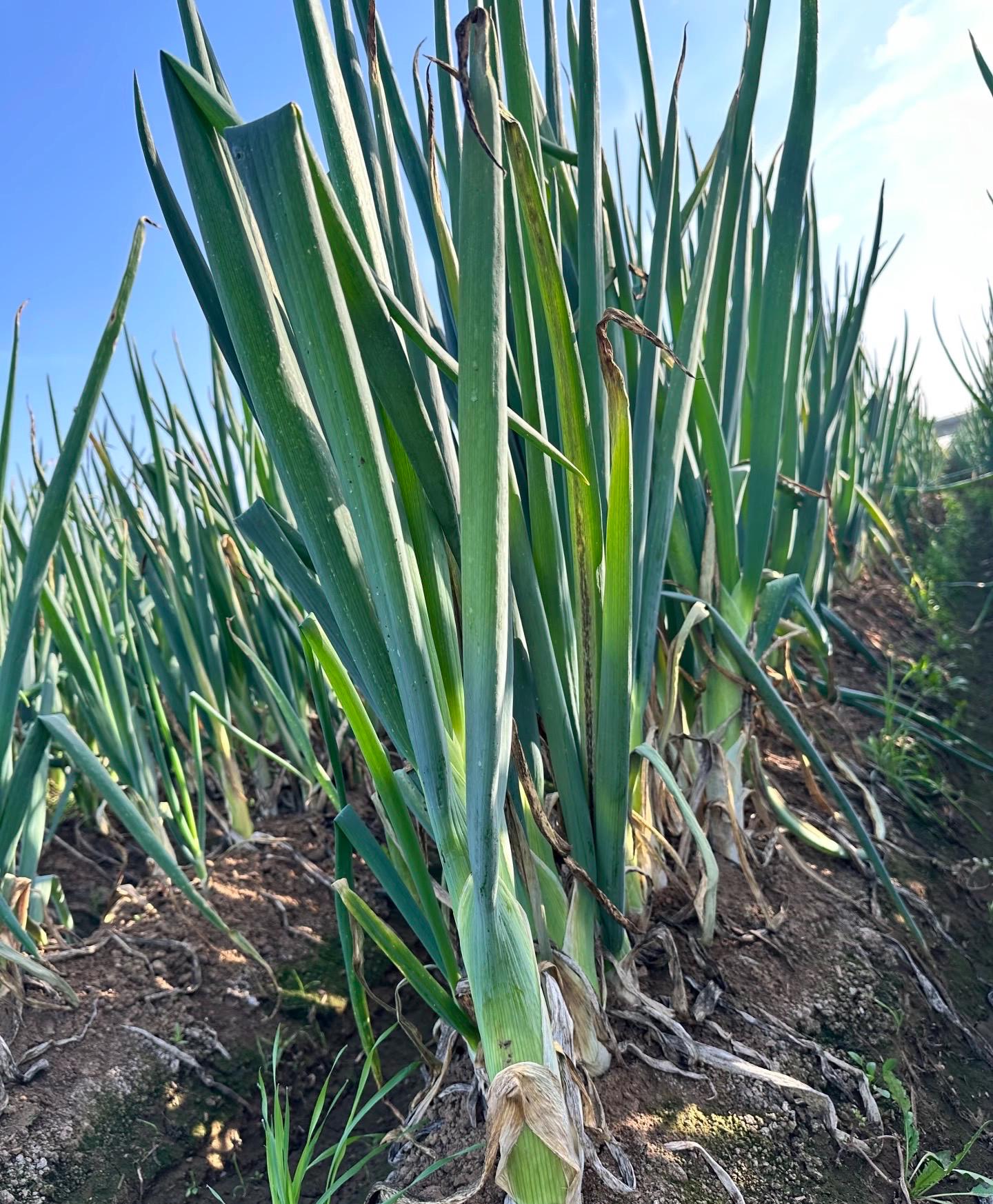Scallion Tree Large Scallion 10 Seeds | Free US Shipping | Zhangqiu Scallion ç« ä¸˜å¤§è‘± - Etsy