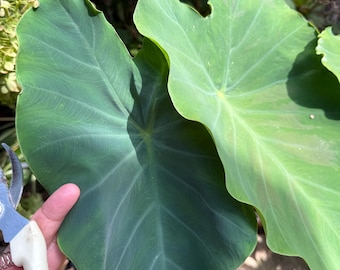 Eddoe Taro Corm for Planting | 5 bulbs | Colocasia esculenta Small Taro Root | Edible Tropical Vegetable Starter