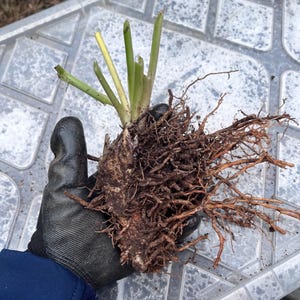May include: A plant with exposed roots and green stems. The plant is held in a gloved hand, showcasing the root system's intricate network. The roots are brown and covered in soil, indicating recent removal from the ground.