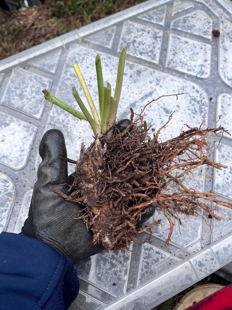 May include: A plant with exposed roots and green stems. The plant is held in a gloved hand, showcasing the root system's intricate network. The roots are brown and covered in soil, indicating recent removal from the ground.