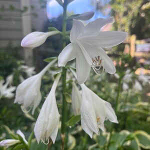 May include: Close-up of white hosta flowers in various stages of bloom. The flowers have a trumpet shape and are surrounded by green leaves with white edges. The image is taken outdoors in natural light.