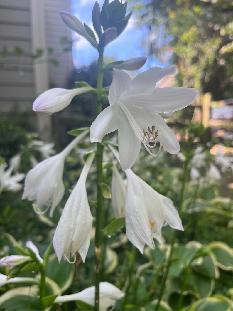 May include: Close-up of white hosta flowers in various stages of bloom. The flowers have a trumpet shape and are surrounded by green leaves with white edges. The image is taken outdoors in natural light.